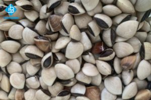 Cách làm sạch ngao không bị sạn