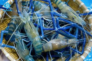 Cách làm sạch tôm tươi