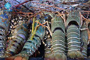 Cách rửa tôm hùm