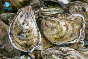 Cách làm sạch hàu sữa