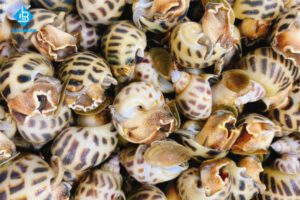 Cách rửa sạch ốc hương đơn giản