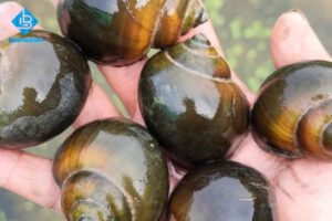 Cách làm sạch ốc nhồi hết bùn, hết cát hiệu quả tại nhà, trong quán ăn, nhà hàng