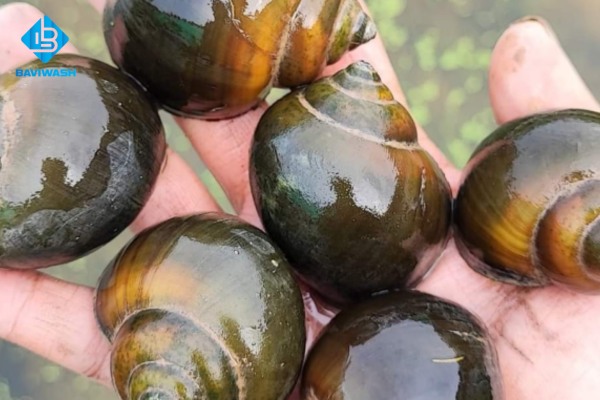 Cách làm sạch ốc nhồi hết bùn, hết cát hiệu quả tại nhà, trong quán ăn, nhà hàng